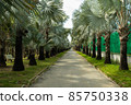 footpath 85750338