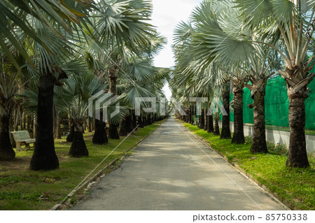 footpath footpath 85750338
