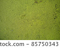 duckweeds 85750343