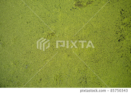 duckweeds duckweeds 85750343