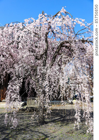 Weeping cherry tree at Tatemotoji Weeping cherry tree at Tatemotoji 85750850