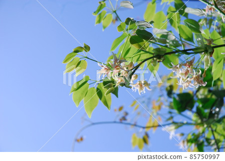 Ikuko (Mube) 花、葉、藤、藍天 85750997