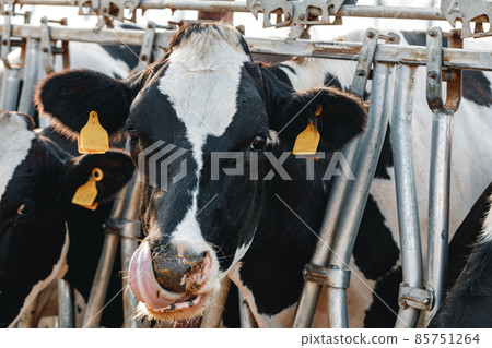 Black and white spotty cows on a farm Black and white spotty cows on a farm 85751264