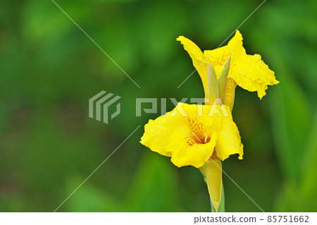 黃色美人蕉花 85751662