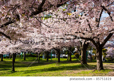日本的春天櫻花盛開 日本的春天櫻花盛開 85751819