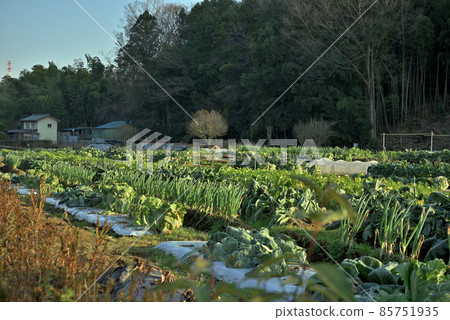 Onoji vegetable field 85751935