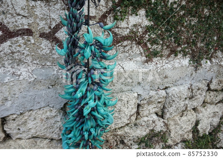 Jade vine flower Jade vine flower 85752330