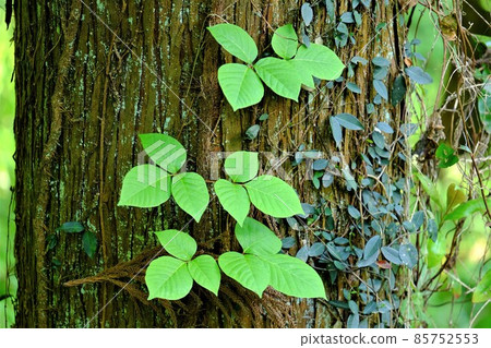 毒藤的嫩葉[5月相模原市築井] 85752553