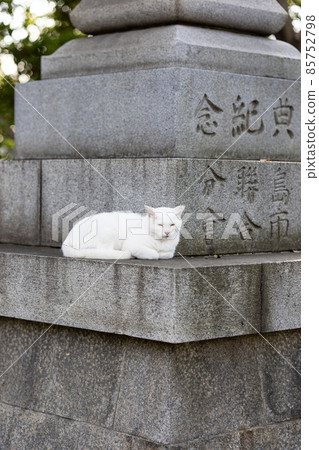 EOS R6. A dozing cat in Hiroshima city. 85752798