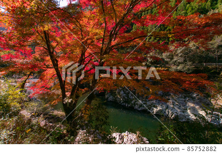 Autumn-colored scenery of Kozagawa, Kozagawa-cho, Higashimuro-gun, Wakayama Prefecture, near the waterfall Autumn-colored scenery of Kozagawa, Kozagawa-cho, Higashimuro-gun, Wakayama Prefecture, near the waterfall 85752882