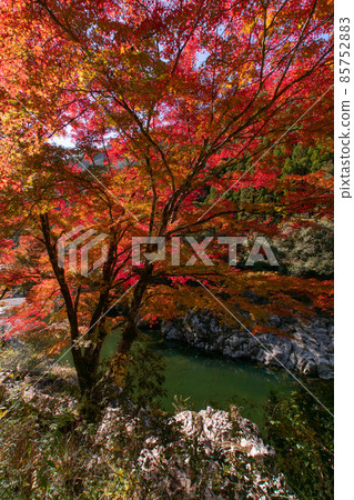 Autumn-colored scenery of Kozagawa, Kozagawa-cho, Higashimuro-gun, Wakayama Prefecture, near the waterfall 85752883
