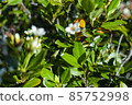 Ogasawara: Green anole hidden in vegetation 85752998