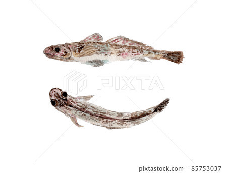 Watercolor illustration of Kutsuwahaze Watercolor illustration of Kutsuwahaze 85753037