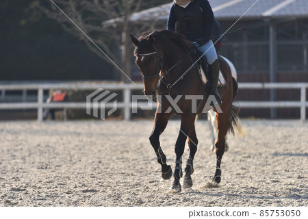 Show jumping warm-up scenery before the match Show jumping warm-up scenery before the match 85753050