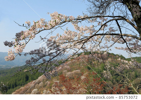 Yoshinoyama Sakura Yoshinoyama Sakura 85753072
