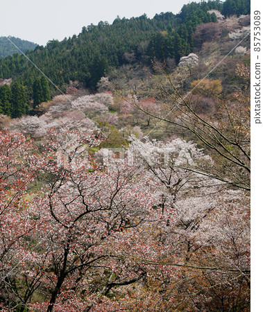 Yoshinoyama Sakura Yoshinoyama Sakura 85753089