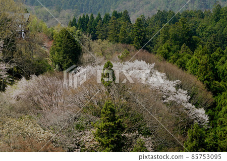 Yoshinoyama Sakura Yoshinoyama Sakura 85753095