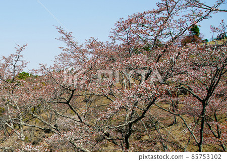 Yoshinoyama Sakura Yoshinoyama Sakura 85753102