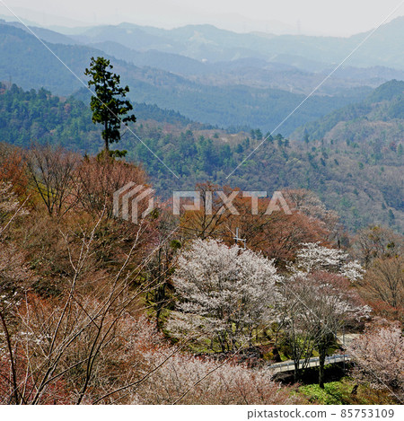 Yoshinoyama Sakura 85753109
