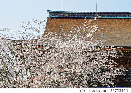 Yoshinoyama Sakura Yoshinoyama Sakura 85753134