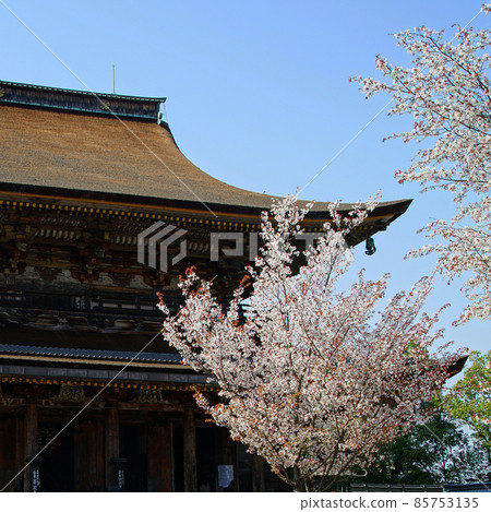 Yoshinoyama Sakura Yoshinoyama Sakura 85753135