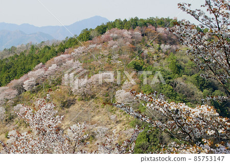 Yoshinoyama Sakura 85753147