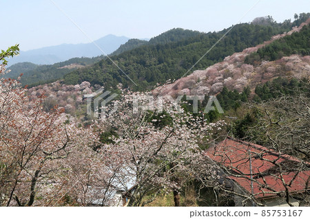 Yoshinoyama Sakura Yoshinoyama Sakura 85753167