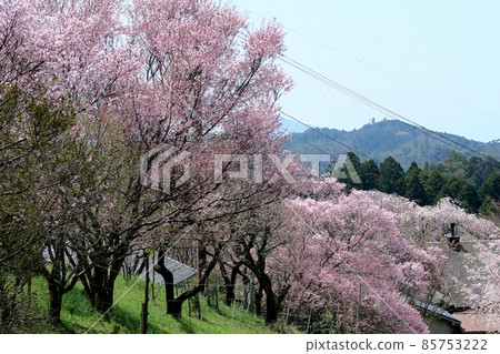 Yoshinoyama Sakura Yoshinoyama Sakura 85753222