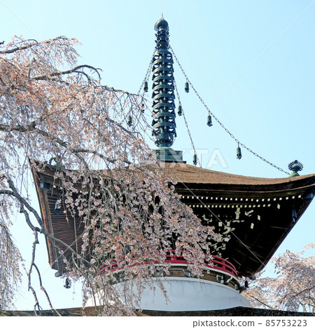 Yoshinoyama Sakura Yoshinoyama Sakura 85753223