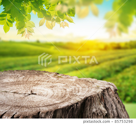 Empty Wood tabletop or stump againt blurry green tea plantation background with Green leaves as frame product display. Empty Wood tabletop or stump againt blurry green tea plantation background with Green leaves as frame product display. 85753298
