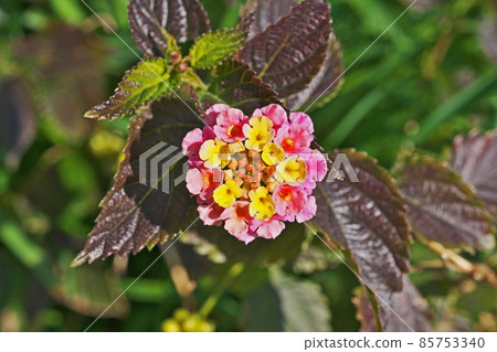 Lantana flowers blooming in winter 85753340