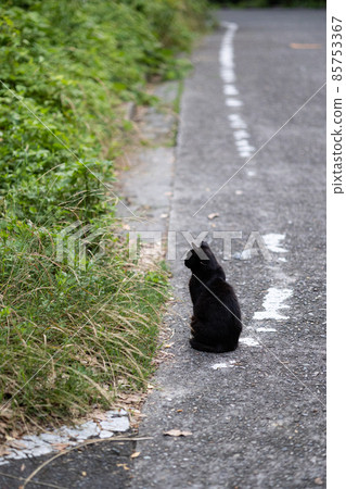 EOS R6，廣島市小巷外的一隻黑貓。 85753367