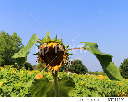sunflower	 85753391