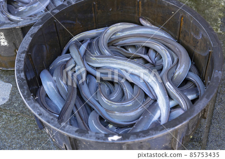 eel eel 85753435