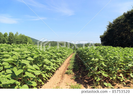 sunflower	 85753520