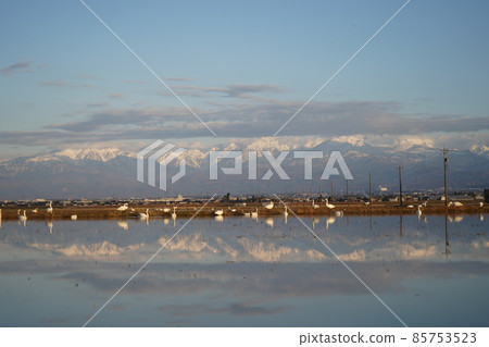 Tateyama mountain range and swans in winter 3 85753523