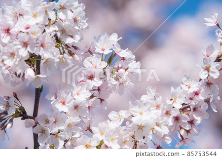 Spring cherry blossoms in Japan are in full bloom 85753544