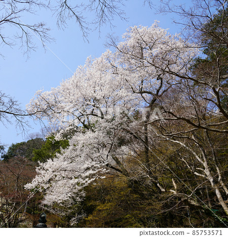 Hase-ji Temple櫻花奈良縣 85753571