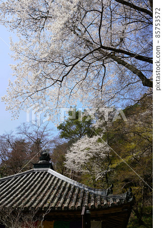Hase-ji Temple櫻花奈良縣 85753572