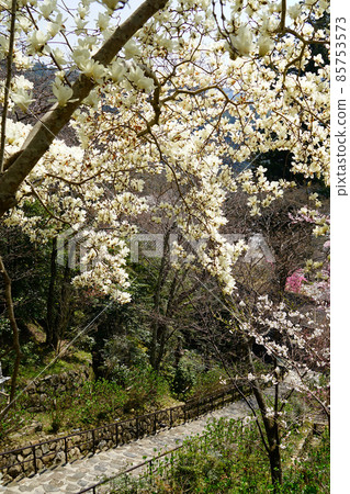 Hase-ji Temple櫻花奈良縣 85753573
