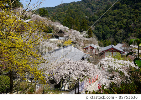 Hase-ji Temple cherry blossoms Nara Prefecture 85753636