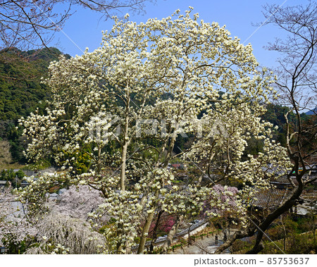Hase-ji Temple cherry blossoms Nara Prefecture 85753637