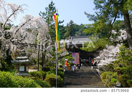 Hase-ji Temple櫻花奈良縣 85753668