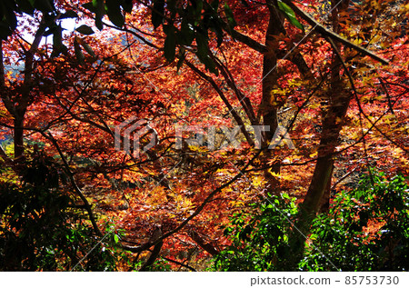 Bright autumn leaves in Nametoko Gorge, Ehime Prefecture Bright autumn leaves in Nametoko Gorge, Ehime Prefecture 85753730