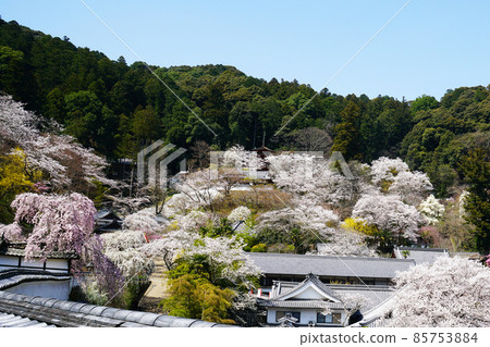 Hase-ji Temple櫻花奈良縣 85753884