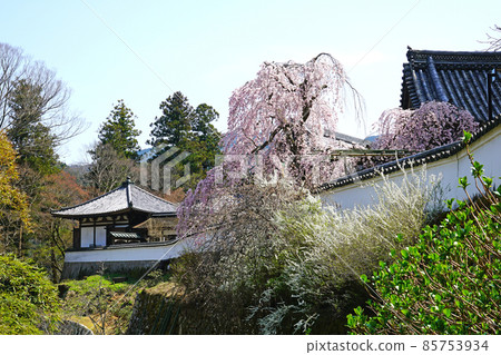 Hase-ji Temple cherry blossoms Nara Prefecture 85753934