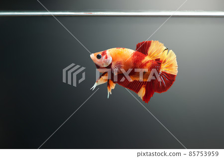 Betta fish Koi Nemo Halfmoon siamnese Fighting Fish Splendens swimming in Fish tank 85753959