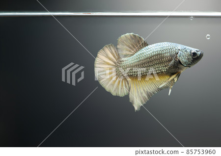 Betta Gold Copper Halfmoon Plakat HMPK Male or Plakat Fighting Fish Splendens On fish tank Betta Gold Copper Halfmoon Plakat HMPK Male or Plakat Fighting Fish Splendens On fish tank 85753960