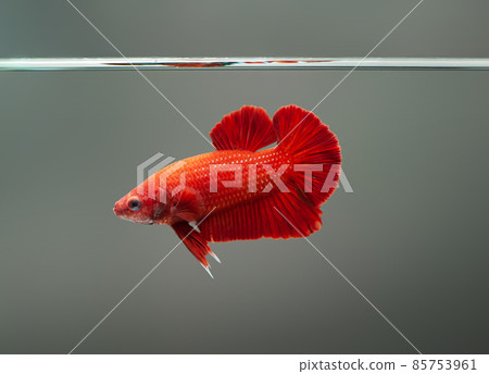 Betta fish super red Halfmoon siamnese Fighting Fish Splendens swimming in Fish tank 85753961
