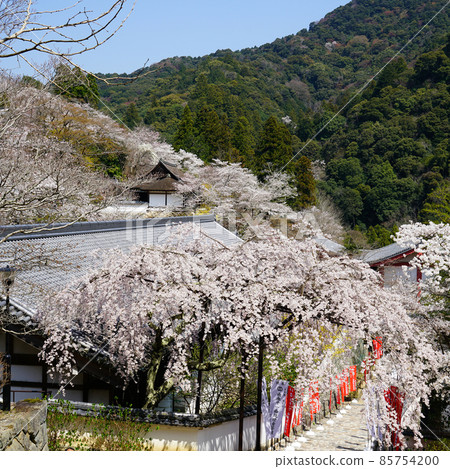 Hase-ji Temple櫻花奈良縣 85754200